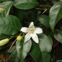 Murraya paniculata (L.) Jack